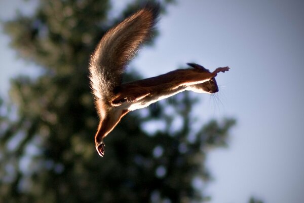Écureuil en vol de branche en branche