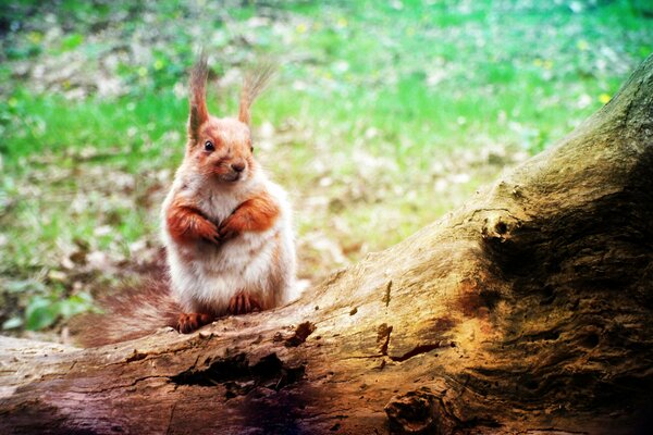 Ein kleines flauschiges Eichhörnchen sitzt auf einem umgestürzten Baum