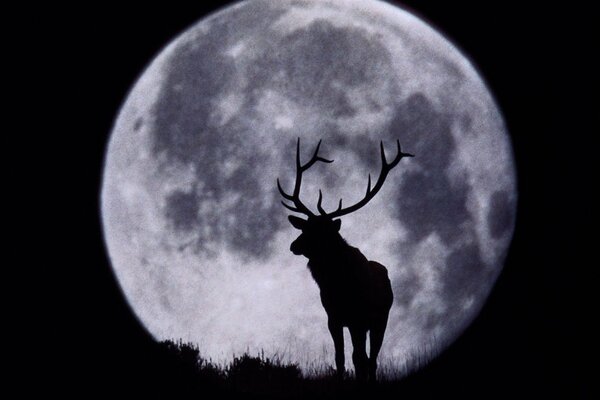 Belle vue de cerf sur fond de pleine lune