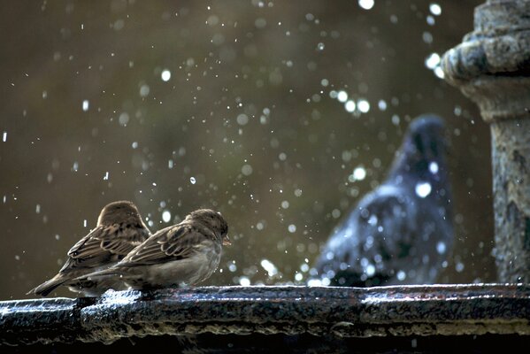 2 sparrows and a pigeon at the fountain