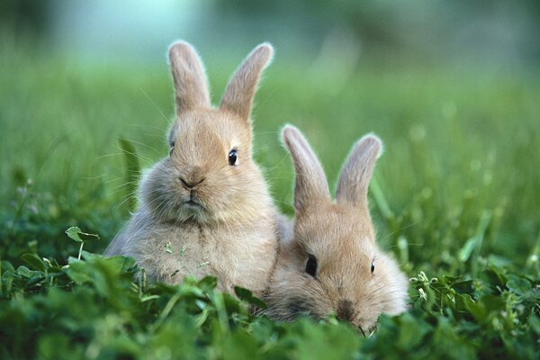 Zwei Kaninchen. Grünes Gras. Zwei Kaninchen auf einer Lichtung