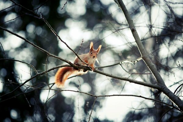 Eichhörnchen auf einem Baum in einem kalten Paar