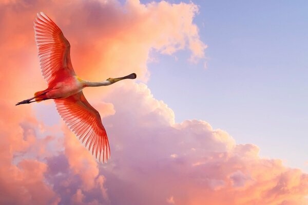 Un pájaro rosado con enormes alas se cierne sobre el fondo de un cielo rosado al atardecer