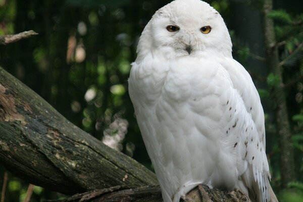 Hibou des neiges assis sur un arbre dans la forêt