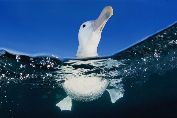 Die Möwe schwimmt im Meer und fegt mit ihren Pfoten