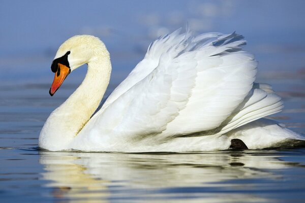 A white swan is floating on the surface of the water