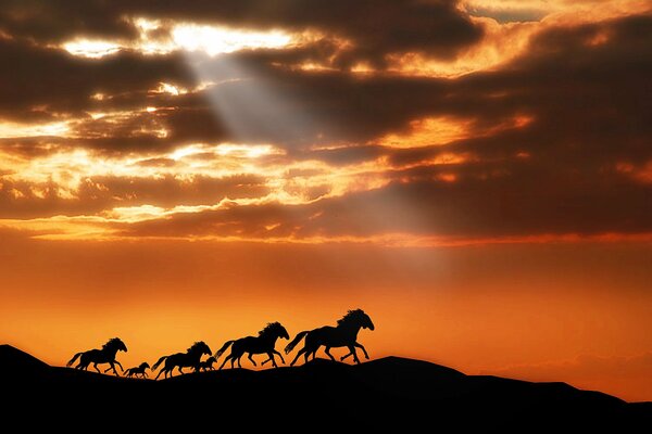 Una manada de caballos corre en las montañas en el fondo del cielo al atardecer