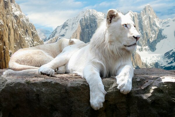 Leones guapos en las rocas en las montañas