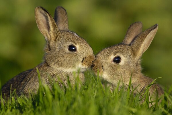 Cute bunnies in the green grass