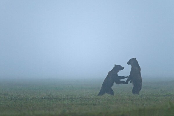 Two bears stand on their paws in a fog in a clearing