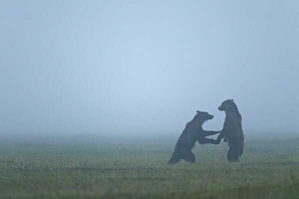 Deux ours debout sur leurs pattes dans le brouillard dans la clairière