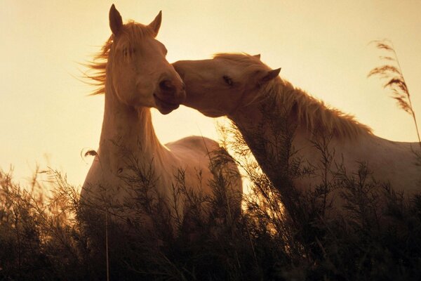 El amor de los caballos en el fondo de la puesta de sol