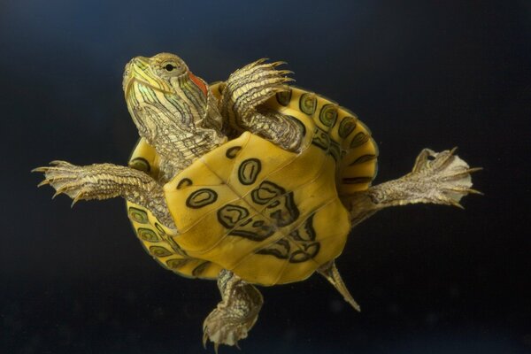 Tortuga solitaria en vuelo marítimo