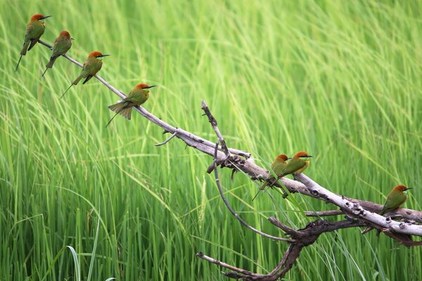 Pour l été, nous arrivons à de nombreux oiseaux