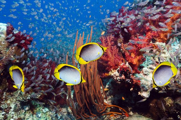 Красивая фотография подводного мира с рыбками и кораллами