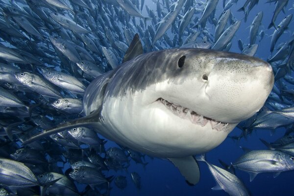 There is a big white shark on the sea