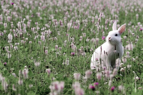 A hare sits on a field of clover