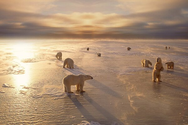 Polar bears in winter in the north