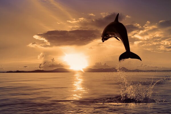 Springender Delphin bei schönem Sonnenuntergang