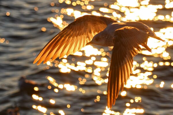 A bright photo with a bird on the background of water. A flying bird in the glare of water ripples