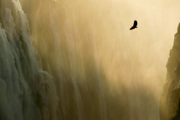 A flying eagle on the background of a waterfall in the mountains