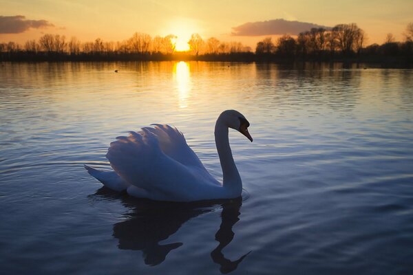 Schwan in den Strahlen der untergehenden Sonne schweben