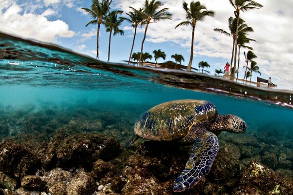 Turtle in the sea on the beach with palm trees