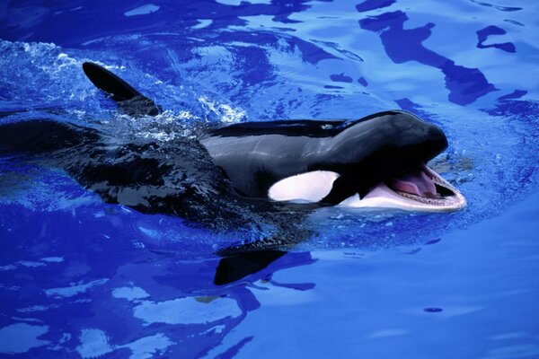 Little baby killer whale in the sea