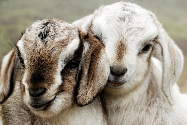 Gray muzzles of goats together