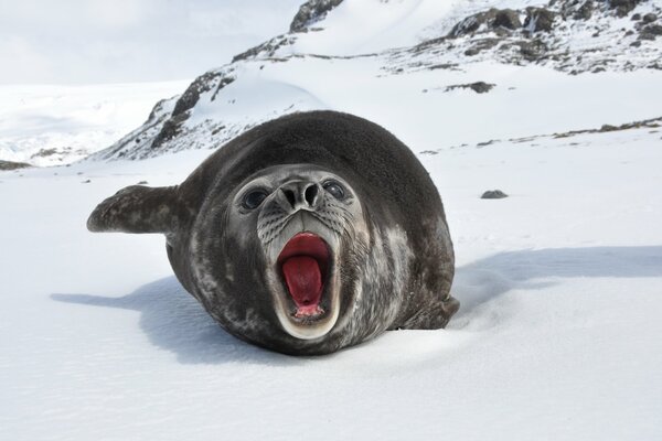 Elephant seal on the shore. Winter photo of a sea elephant in nature. Elephant seal on land