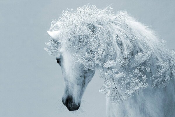 Crinière inhabituelle d un cheval blanc