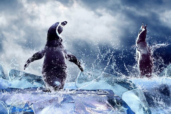 Penguins in the water with splashes