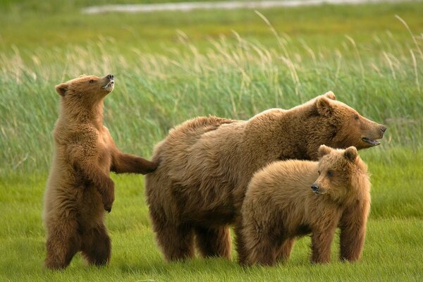 Oso Grizzly, con dos cachorros en el campo