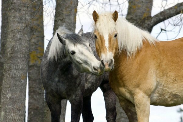 Tenerezza di due cavalli nel mezzo di una foresta invernale