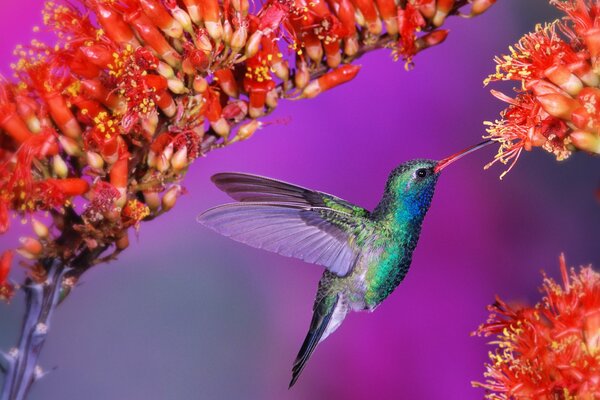 Fond lumineux de colibris et fleurs