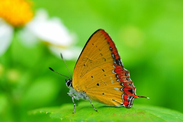 Butterfly on a bright green background