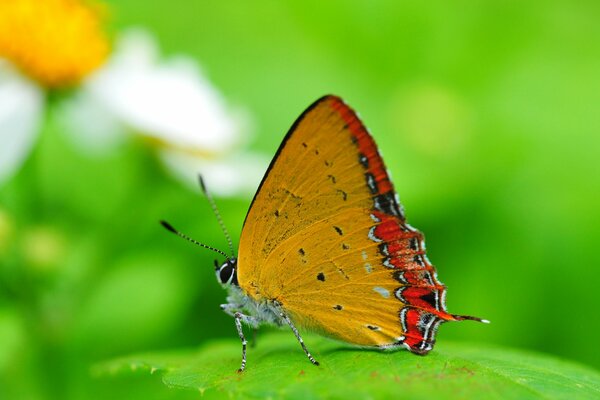 Papillon sur fond vert vif