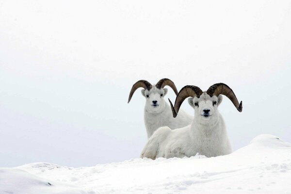 Bergweiße Schafe im Schnee