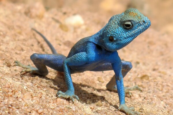 The look of a charming lizard on the sand