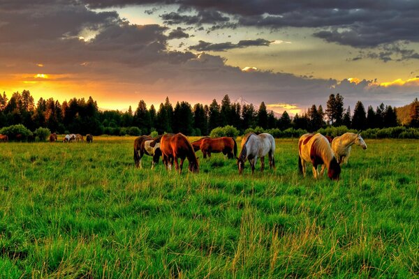 Konie wśród zielonego pola szczypią trawę