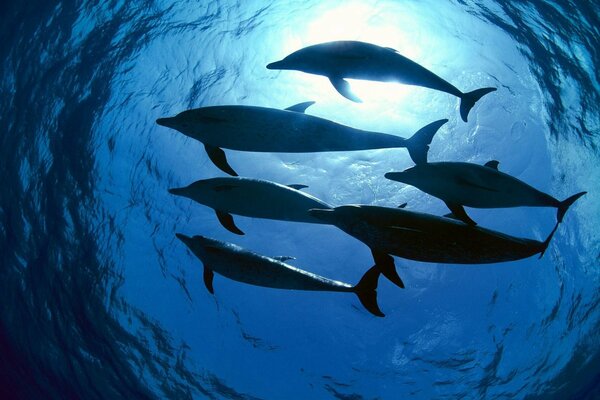 Eine Herde von Delfinen schwimmen im blauen Wasser