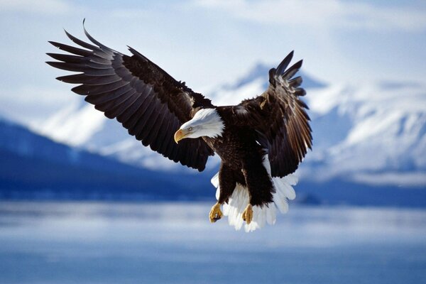 An eagle in flight against the background of mountains