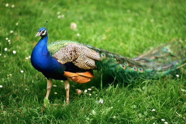 Ein männlicher Pfau spaziert durch einen Park in Indien