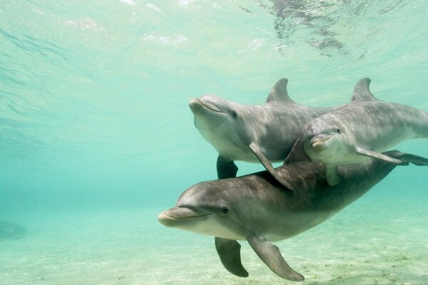 A flock of dolphins swims in clear water