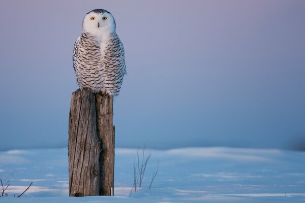 Owl on a stump in snowy winter