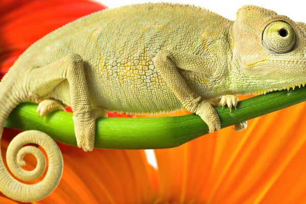 CAMELION en una rama contra un fondo de flores brillantes