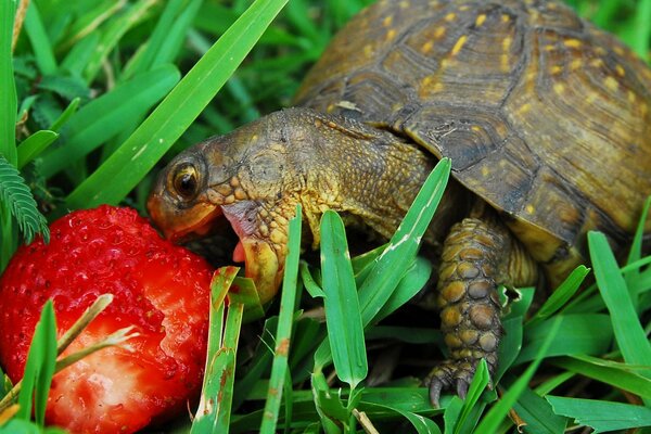 Tortuga mastica fresas entre hierba verde