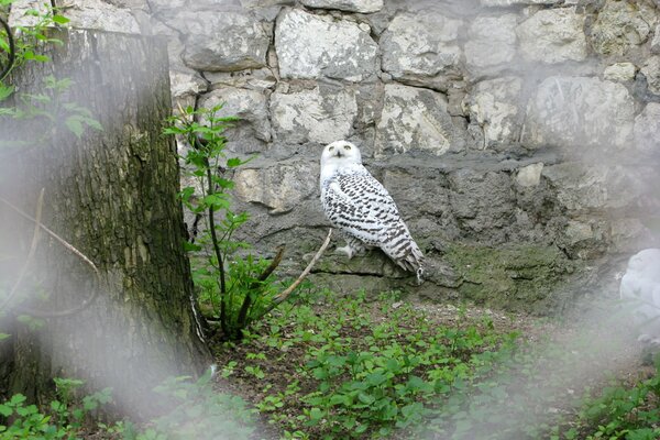 Owl bird at the zoo