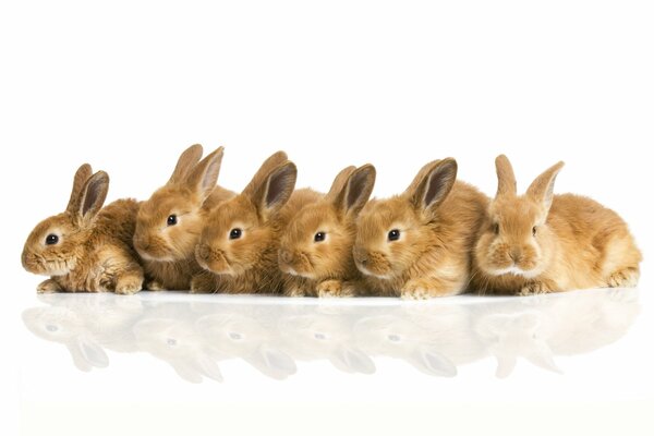 Six lapins adorables moelleux