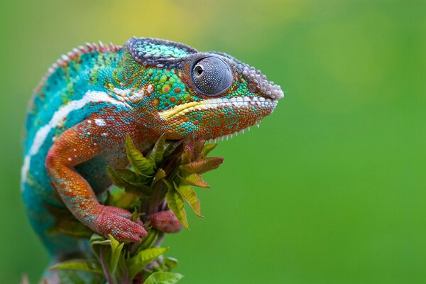 Caméléon avec de belles écailles est assis sur une branche